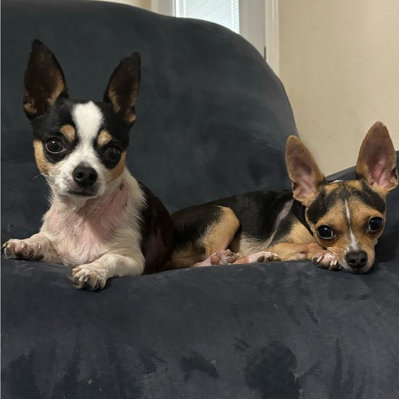 Meet your Posher, Valeria - Picture 1 of 1